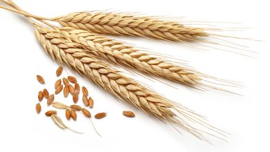 الزراعة تكشف خطة مصر لتحقيق الاكتفاء الذاتي من القمح