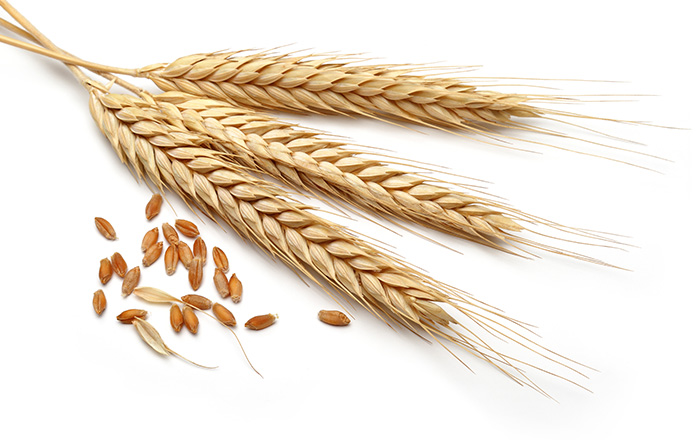 الزراعة تكشف خطة مصر لتحقيق الاكتفاء الذاتي من القمح
