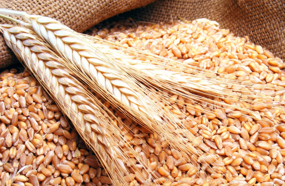 أزمة جديدة.. الهند تحظر تصدير القمح بأثر فوري