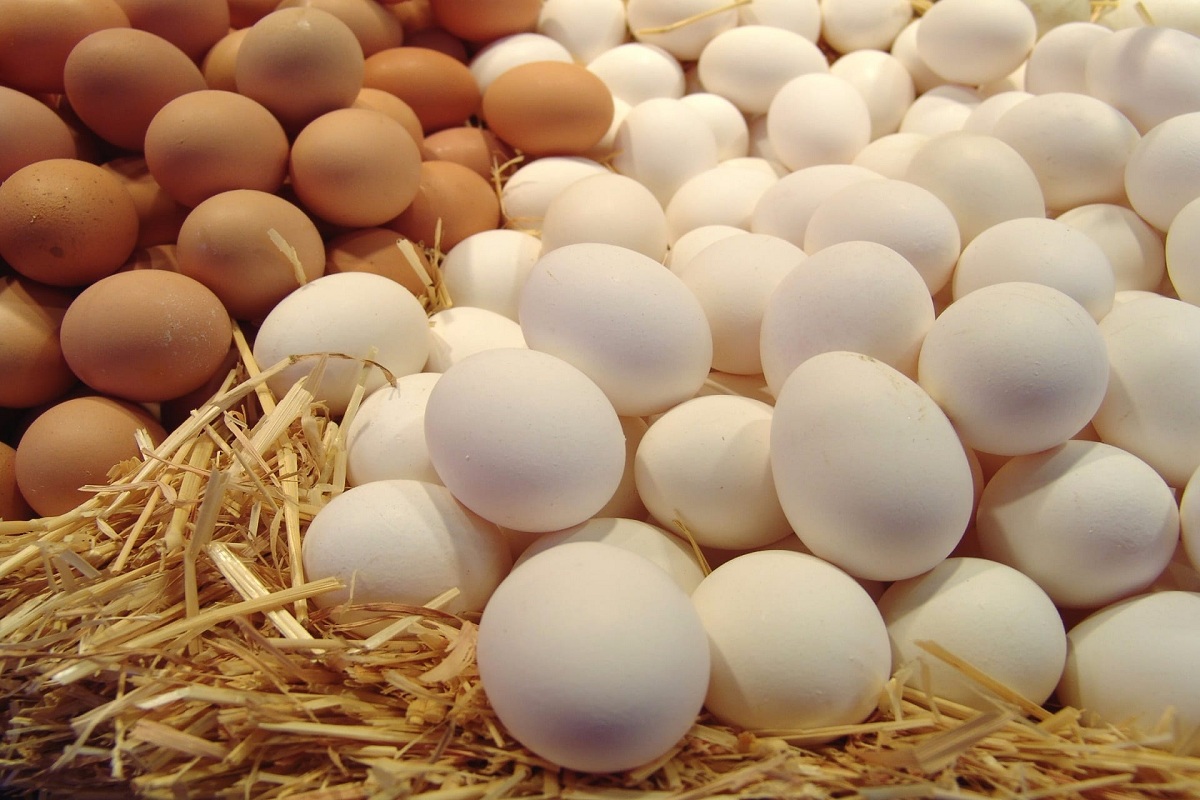 ارتفاع أسعار البيض اليوم في مصر
