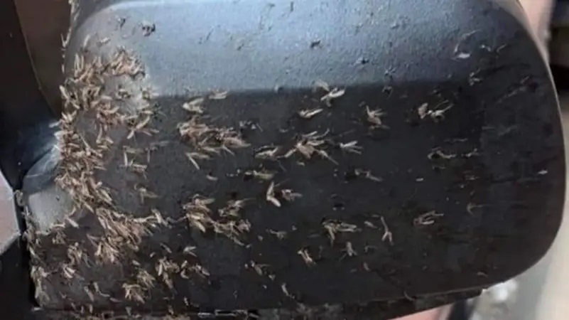 حشرات غريبة تهاجم السيارات وتسبب حوادث بالإسكندرية