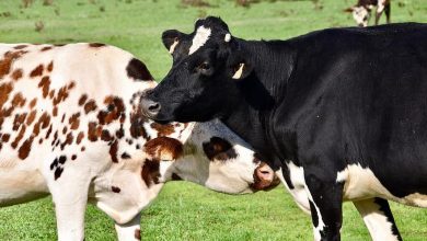 قرار عاجل من الزراعة بعد ثبوت إصابات جنون البقر بالبرازيل