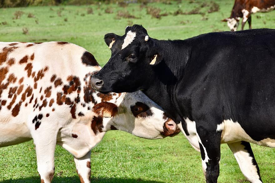 قرار عاجل من الزراعة بعد ثبوت إصابات جنون البقر بالبرازيل