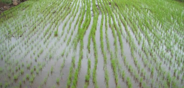 محافظات ممنوعة من زراعة الأرز هذا العام