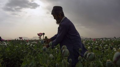 تقرير دولي يحذر من زيادة زراعة الأفيون بأفغانستان هذا العام